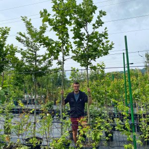 Platan javorolistý (Platanus acerifolia) - výška 450-500 cm, obvod kmeňa: 12/14 cm, kont. C45L